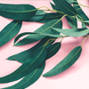 Eucalyptus oil - Depanten Composition 